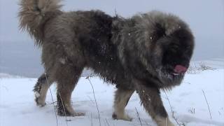 BEST ORIGINAL CAUCASIAN SHEPHERD OVCHARKA DOG [upl. by Nellac]