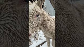 Very wet snow on the ranch today snow babydonkey cow ranch wyoming [upl. by Shantee34]