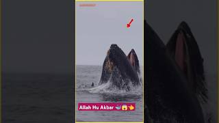 Ye kaisa bhale Machhali hai 🐳👈 shortvideo samundar whale viralshort [upl. by Candi]