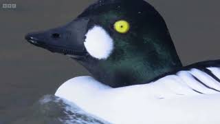 Beautiful footage of diving duck Goldeneye in the Winter  Winterwatch 2024 [upl. by Ramah]