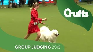 Pastoral Group Judging And Presentation  Crufts 2019 [upl. by Yalahs]