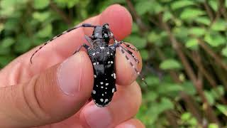 ゴマダラカミキリ♀ 2024年07月09日  A Female Asian LongHorned Beetles July 9 2024 [upl. by Groot]