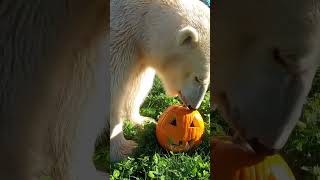 Mammals breaking 🎃 shorts animals mustwatch subscribe subscribemychannel explore [upl. by Nakre]