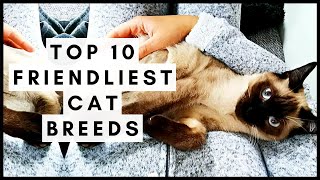 Top 10 Friendliest Cat Breeds [upl. by Emelyne]