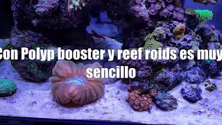 Como usar Polyp booster amp Reef Roids  Tierra y Mar Shop [upl. by Haakon]