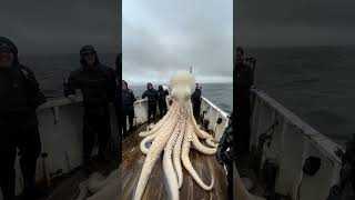 Giant Sea Octopus Caught by Fishermen 🐙🎣GiantSeaCreatures FishingDiscoveries oceanmysteries [upl. by Ilaw]