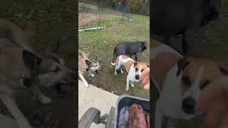 My dog took 3 patties at ONCE Dogs eating raw food asmr  Darwin’s Pet Food  Raw dog diet 🐶🥩🐾 [upl. by Konikow]