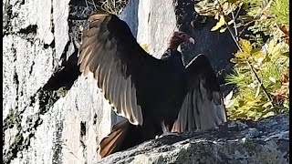 Urubu à tête rouge 6  Turkey Vulture  Cathartes aura [upl. by Iccir]