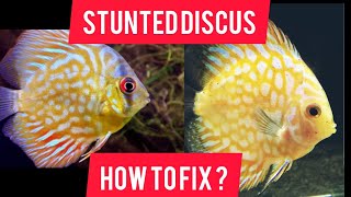 HOW TO  FIX STUNTED DISCUS [upl. by Ayikan]