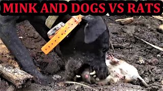 Rubbish Rat Eradication with Mink and Dogs [upl. by Fancie]