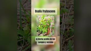 Acedera arbustiva Una plantita acida que crece en los potreros y senderos campiranosairelibre [upl. by Oahc827]