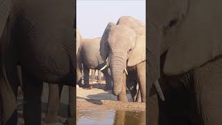 Elephant Drinking at a Waterhole Namibia [upl. by Ahtael620]