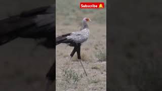 Secretary of the day trend viralvideo shorts newshorts reels feed new birds birdslover 6k [upl. by Aralc475]