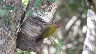 Olive Woodpecker Preparing Nest [upl. by Risan]