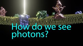 Phototransduction How we see photons [upl. by Anu]