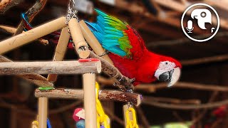 Keeping Parrots CAGELESS  Parrot Training Podcast Ep 14 [upl. by Leihcar]