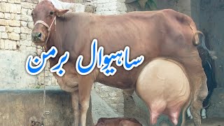 Sahiwal Brahmin Cross Cow for Sale in Pakistan 030240296957 October 2024 [upl. by Kcirted189]