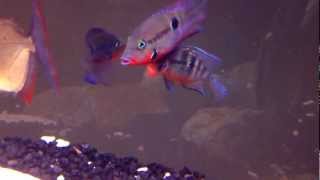 Firemouth Cichlid Fight [upl. by Sweet]