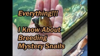 Everything I Know About Breeding Mystery Snails [upl. by Mialliw]