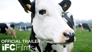 Cow  Official Trailer  HD  IFC Films [upl. by Arraic]