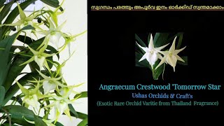 Angraecum Crestwood tommorw star Orchid [upl. by Losse]