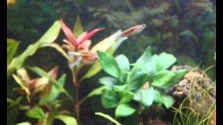 Gesellschaftsbecken 125l  Guppys Endlers Guppys Neonsalmler [upl. by Alfreda410]