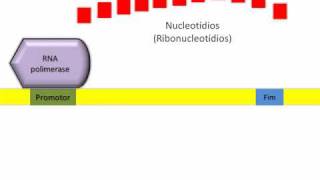 Transcrição  a síntese de RNA [upl. by Giordano]