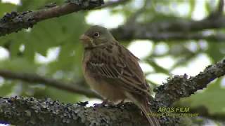 ORTOLANSPARV Ortolan Bunting Emeriza hortulana Klipp  2430 [upl. by Royce405]