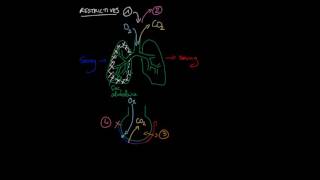 Les différents types de pathologies pulmonaires [upl. by Reckford]