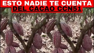 CACAO REVELADO ¡DATOS QUE DEBES SABER SOBRE EL CACAO CCN51 [upl. by Jeraldine]