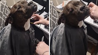 Funny dog sits like a proper gentleman while getting fake haircut [upl. by Elleniad]