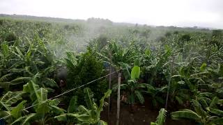 Ground Spray of Fungicide for Banana [upl. by Earezed]