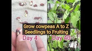 how to grow Cowpea how to germinate Cowpea seed [upl. by Edsel]