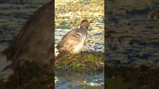 Pied billed grebe working on her nest￼￼ birds natureshorts [upl. by Egan]