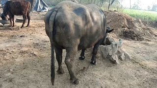 Big Murrah BuffaloMurrah Buffalo for SaleMurrah Buffalo video [upl. by Formenti561]