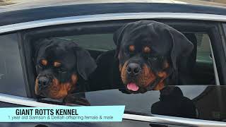 1 Year Old Rottweiler Offspring Of Samson amp Delilah [upl. by Enoval]