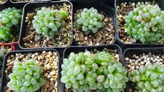 Chăm sóc và nhân giống haworthia cooperi  haworthia cooperi propagation  haworthia cooperi care [upl. by Glarum]