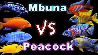 African Cichlid Showdown Peacock Cichlids vs Mbuna Cichlids  Which One Comes Out on Top [upl. by Eldwin339]