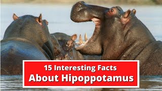 15 Interesting Facts About Hippopotamus  Global Facts [upl. by Dwight]