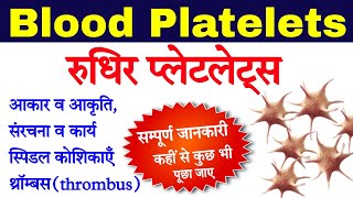 रुधिर प्लेटलेट्स  Blood platelets in hindi  platelets  rudhir platelets  thrombocytes function [upl. by Nreval762]