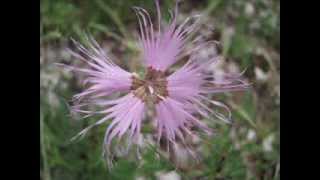 quotEine rosa Federnelkequot Dianthus plumarius  Eine Slideshow von Karin Schmökel [upl. by Servetnick411]