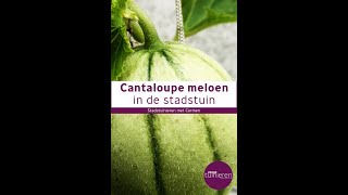 Stadstuinieren  Cantaloupe meloen kweken moestuin [upl. by Ai]