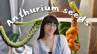 how I SUCCESSFULLY pollinated my Anthurium and got TONS of seeds [upl. by Dahs524]