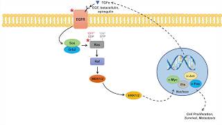 Ras Raf MAPK Pathway and Cancer  Mutations Cancer Pathogenesis and Chemotherapy [upl. by Sairahcaz]