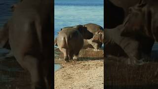 Hippopotamus Sounds Hippos getting into water [upl. by Shiroma]