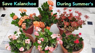 गर्मियों और बरसात में ऐसे कीजिये kalanchoe Care How to save kalanchoe in summer for next season [upl. by Mavra435]