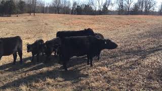 Caddis Black Angus Winter breeding season [upl. by Ladnor505]