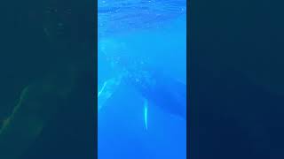 🐳Swim with the Whales in Tahiti on a Windstar cruise [upl. by Longerich]