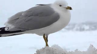 Ringbilled Gull Calling [upl. by Elyssa]