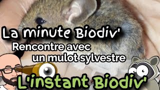 Minute Biodiv Rencontre avec un mulot sylvestre [upl. by Larret]